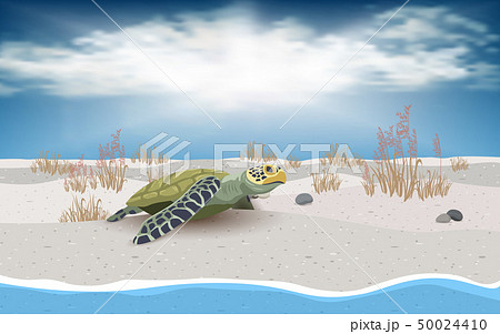 Sea turtle on the beach	 Sea turtle on the beach	 50024410