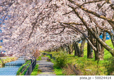 日本の春　富山県入善町 黒部川堤防桜堤の桜並木 50024414