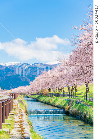 日本の春　富山県入善町 黒部川堤防桜堤の桜並木 50024417
