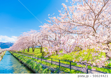 日本の春　富山県入善町 黒部川堤防桜堤の桜並木 50024421