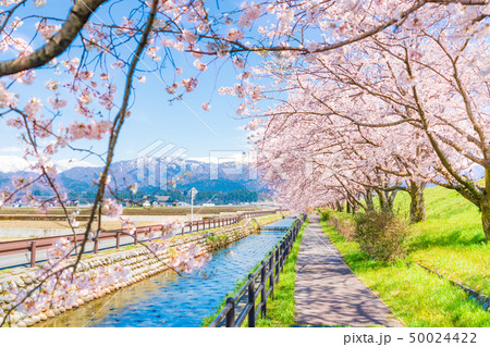 日本の春　富山県入善町 黒部川堤防桜堤の桜並木 50024422