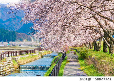 日本の春　富山県入善町 黒部川堤防桜堤の桜並木 50024423