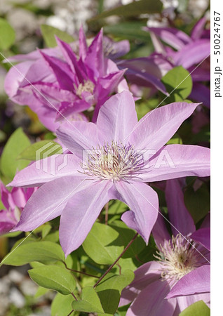 テッセンの花　ピンク色 50024767