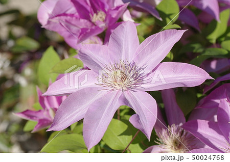 テッセンの花 ピンク色の写真素材