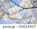 桜（下から見上げる1） 50024927