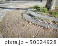 桜が散った後 50024928