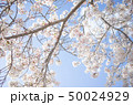 桜（下から見上げる2） 50024929