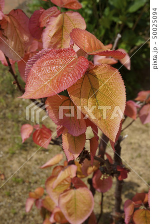 オオバベニガシワ 50025094