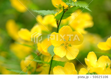 やまぶきの花 やまぶきの花 50025106