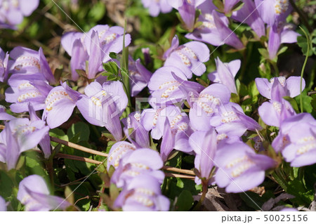 ムラサキサギゴケ 50025156