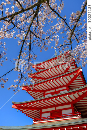 日本の春イメージ　新倉山浅間公園　 50025183