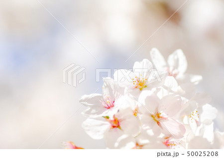 桜 50025208