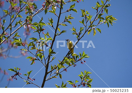 キセキレイ 50025235