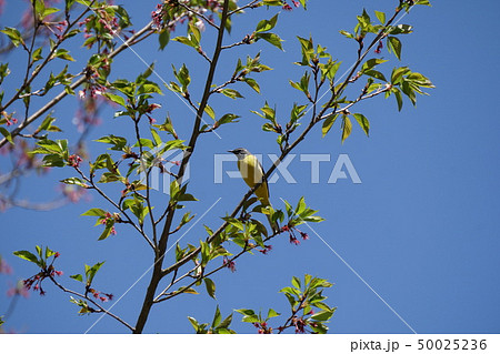 キセキレイ 50025236