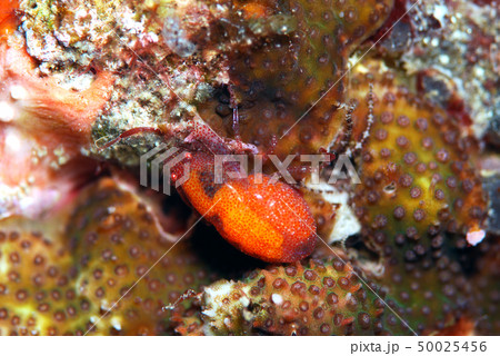 ホヤカクレエビ 抱卵 ホヤカクレエビ 抱卵 50025456