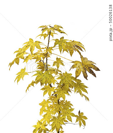 Branch of autumn leaves isolated on white 50026138