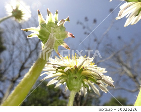 白花タンポポ 白花タンポポ 50026226
