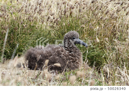 クロアシアホウドリのヒナ クロアシアホウドリのヒナ 50026340