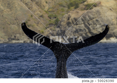 尾びれを振り上げるザトウクジラ 50026390