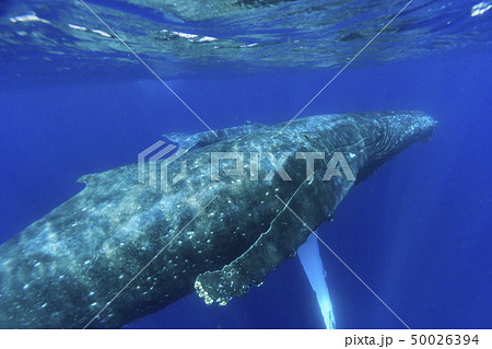 小笠原母島の海を泳ぐザトウクジラの親子 50026394