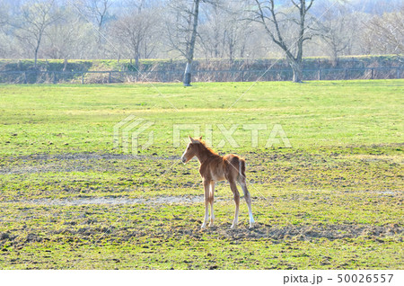 サラブレッド 子馬 サラブレッド 子馬 50026557