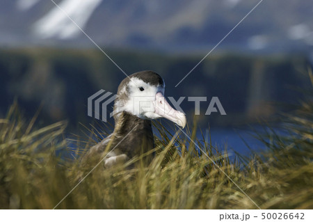 サウスジョージア島,プライオン島のワタリアホウドリの幼鳥 50026642