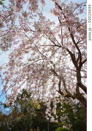 花見山の桜 50026699