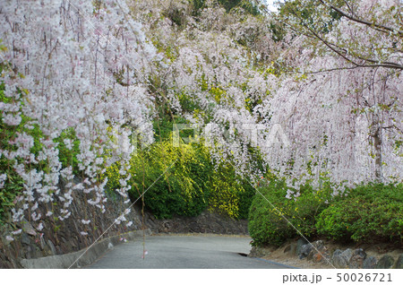 花見山の桜 花見山の桜 50026721