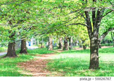 東京 板橋区 春の赤塚公園 東京 板橋区 春の赤塚公園 50026767
