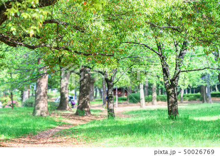 東京 板橋区 春の赤塚公園 東京 板橋区 春の赤塚公園 50026769