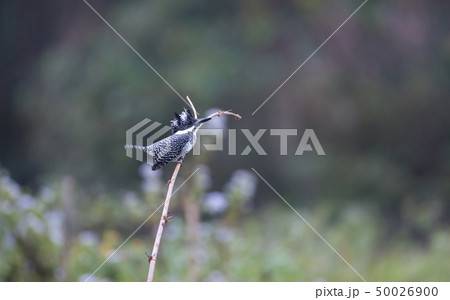 Adult Crested kingfisher (Megaceryle lugubris) 50026900