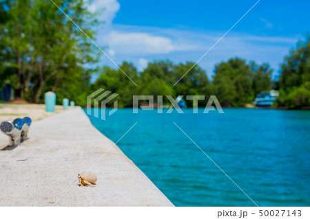 パラオのペリリュー島にいる南国のヤドカリの散歩 50027143
