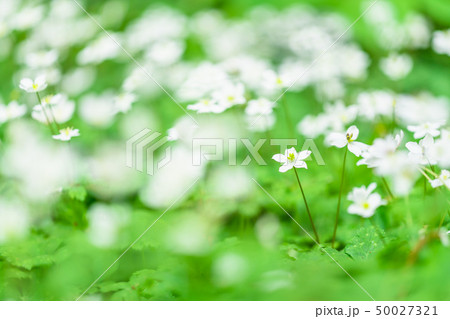 東京 赤塚公園 ニリンソウの花 東京 赤塚公園 ニリンソウの花 50027321