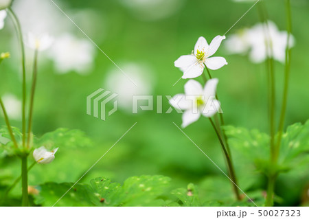 東京 赤塚公園 ニリンソウの花 東京 赤塚公園 ニリンソウの花 50027323