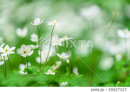 東京 赤塚公園 ニリンソウの花 東京 赤塚公園 ニリンソウの花 50027327