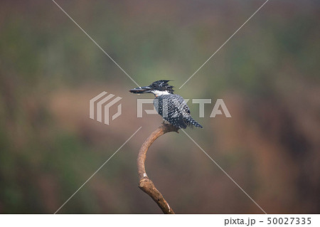 Adult Crested kingfisher (Megaceryle lugubris) 50027335