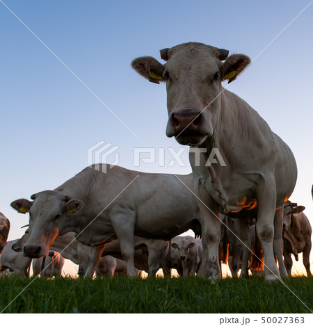 Cattle Grazing on the Frisian Mud Flats Cattle Grazing on the Frisian Mud Flats 50027363