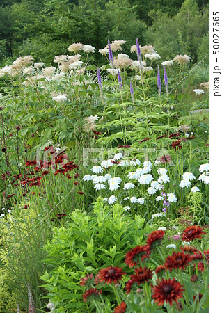 夏の花咲く宿根草の花壇 北海道の庭 ガーデニングの写真素材