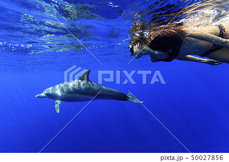 ボニンブルーの海でミナミハンドウイルカと泳ぐフリーダイバーの写真素材