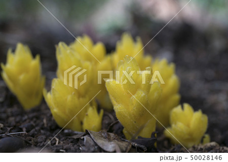 小笠原固有種のシマウツボ 50028146