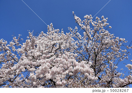 満開の桜 50028267