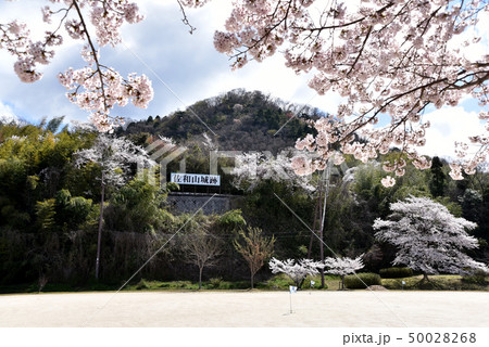 春の佐和山城跡 50028268