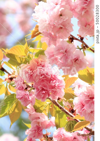 桜(福禄寿) 桜(福禄寿) 50028300