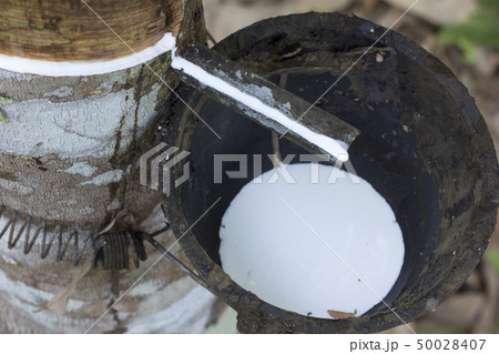 Latex extracted from rubber tree Latex extracted from rubber tree 50028407