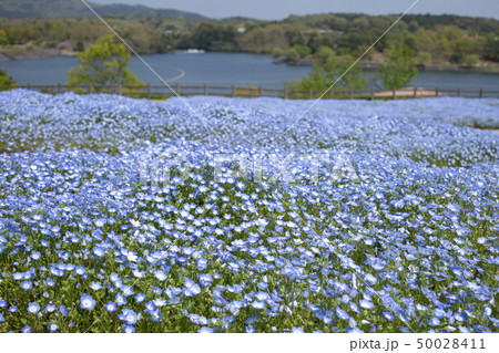大分農業文化公園 ネモフィラの花畑 大分農業文化公園 ネモフィラの花畑 50028411