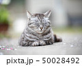 猫 50028492