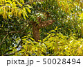 蜂球 50028494