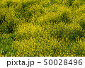 菜の花 50028496