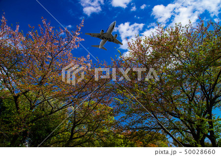 新緑と飛行機 50028660