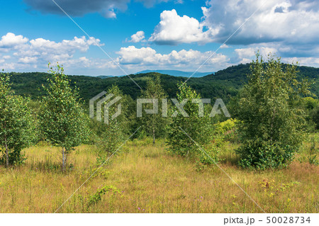 young forest on the grassy hill young forest on the grassy hill 50028734